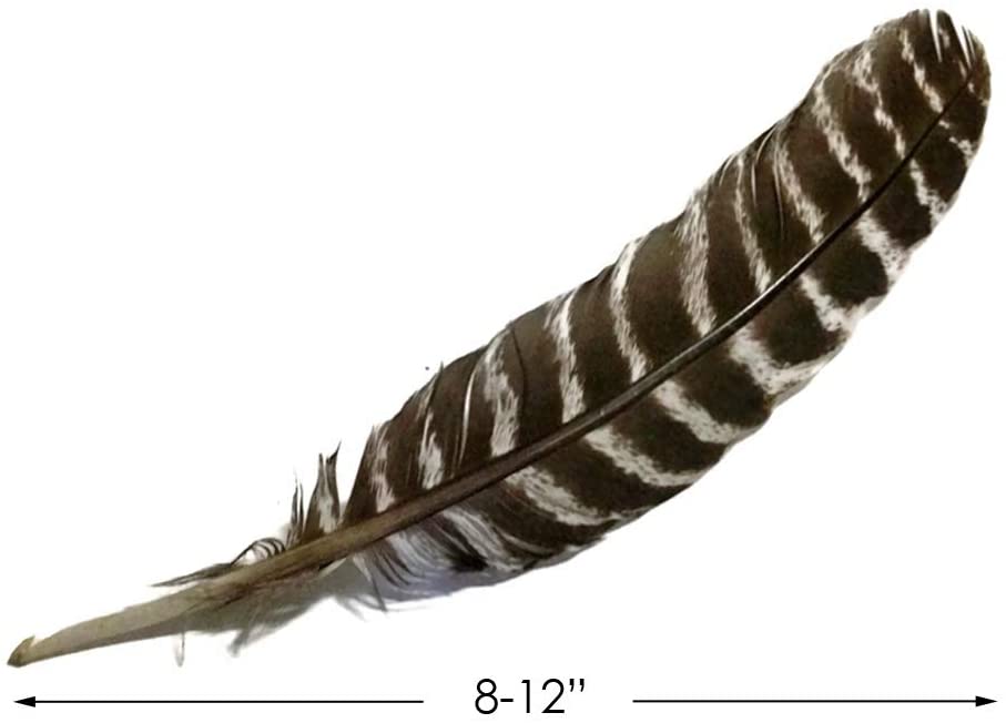 Turkey Barred Feather