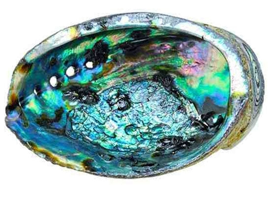 Abalone Shell