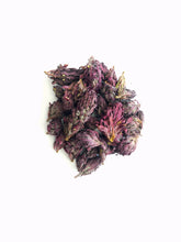 Load image into Gallery viewer, Indian Warrior ( Pedicularis Densiflora)

